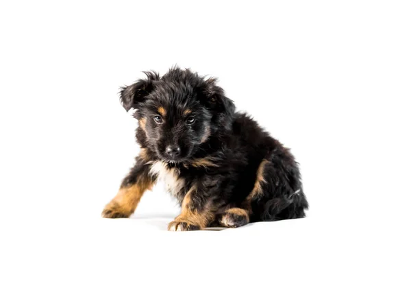 Tysk herdepuppy isolerade — Stockfoto