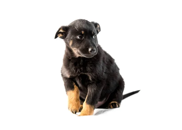 Tysk herdepuppy isolerade — Stockfoto