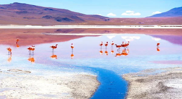 Flamingos an der Colorado-Lagune — Stockfoto