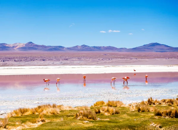 Flamingos an der Colorado-Lagune — Stockfoto