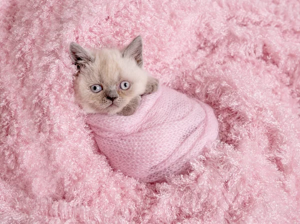 Nyfödd brittiska kattunge sover på rosa päls — Stockfoto