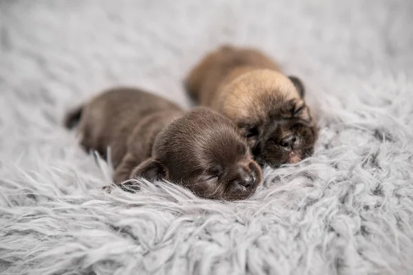 Pequenos filhotes de raça chihuahua em coverlet — Fotografia de Stock