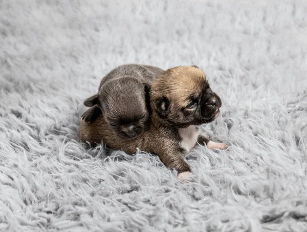 Kleine Chihuahua-Rasse Welpen auf Decke — Stockfoto
