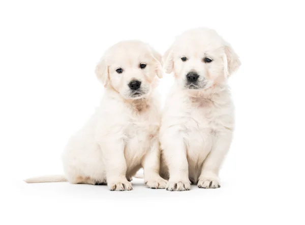 Dos cachorros golden retriever juntos aislados — Foto de Stock