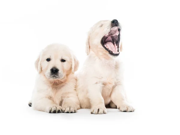 Два щенка золотистого ретривера вместе изолированы — стоковое фото