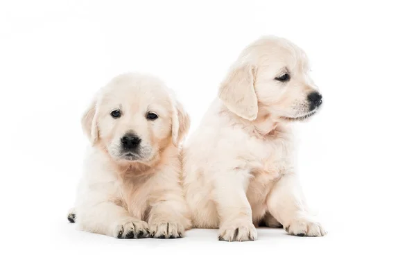一緒に分離された 2 つのゴールデンレトリバーの子犬 — ストック写真