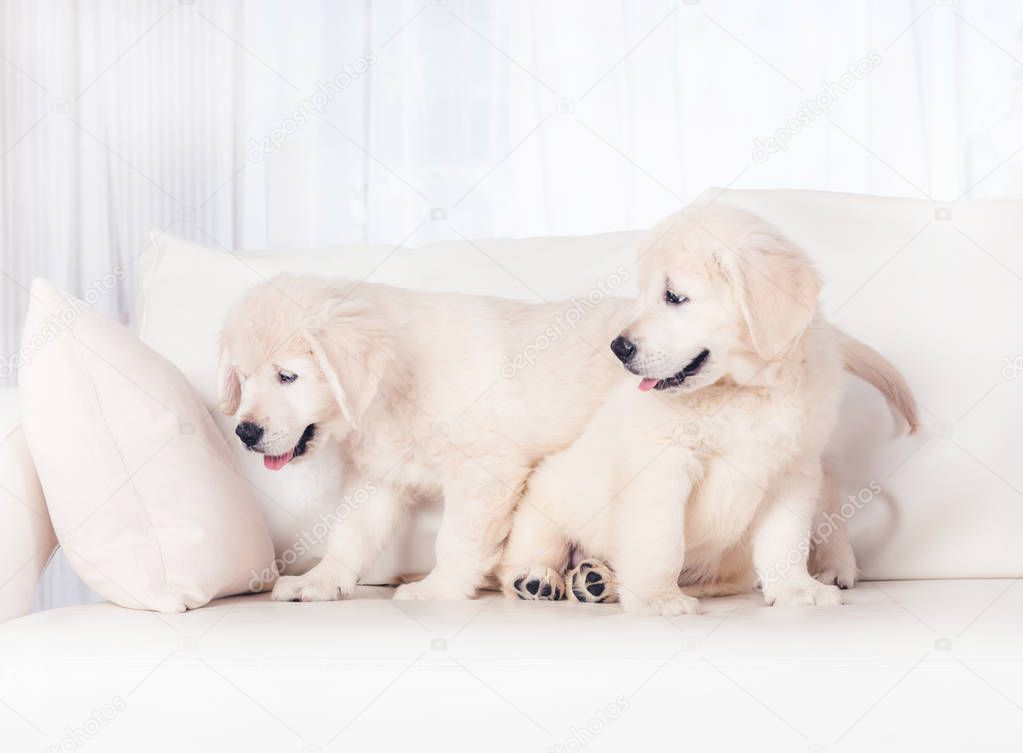 Two puppies on sofa