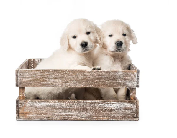 Four golden retriever puppies in basket isolated — Stock Photo, Image