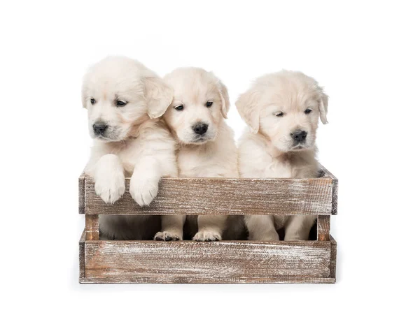Three golden retriever puppies in basket isolated — Stock Photo, Image