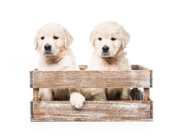Four golden retriever puppies in basket isolated — Stock Photo, Image