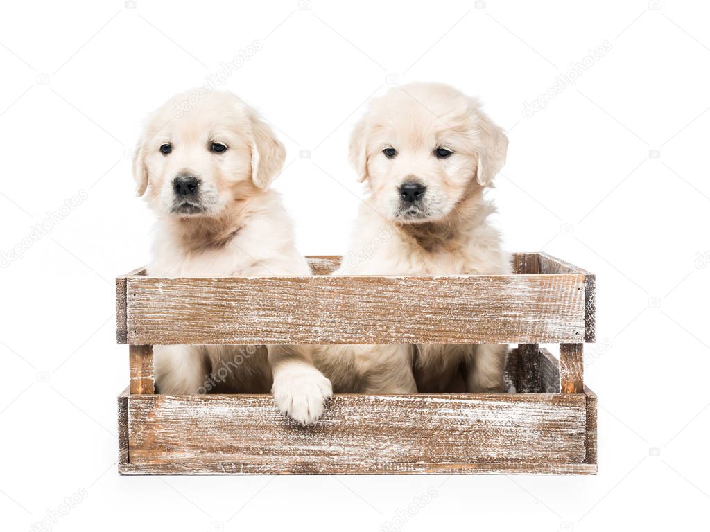 Four golden retriever puppies in basket isolated