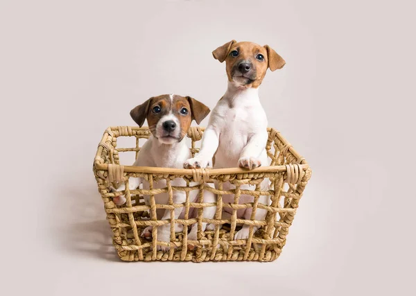 Two white jack russell terrier puppies in busket — Stock Photo, Image