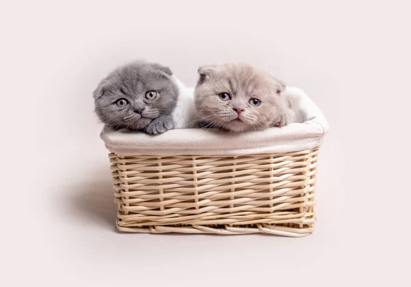 Två brittiska fluffig kattungar — Stockfoto