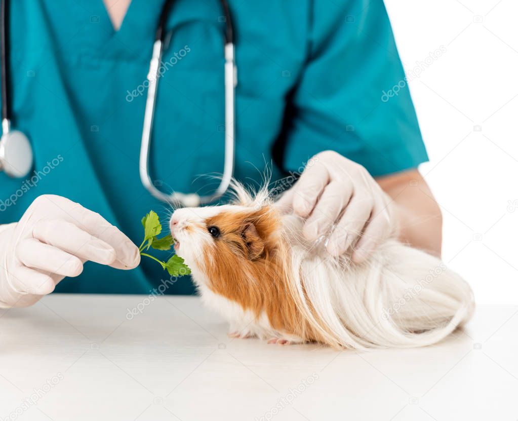 Feeding the guinea pig