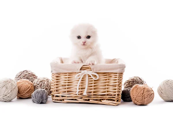 Cute white kitten in basket isolated — Stock Photo, Image