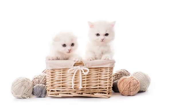 Twee schattige witte kittens in het mandje geïsoleerd — Stockfoto