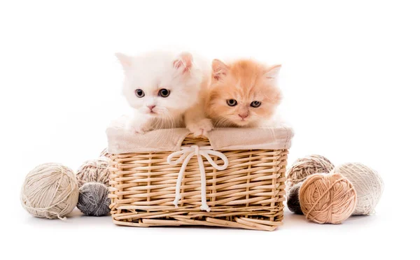 Deux chatons blancs mignons dans le panier isolé — Photo