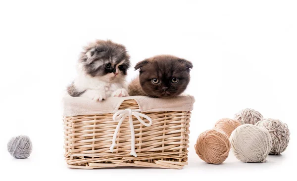 Two cute white kittens in basket isolated — Stock Photo, Image