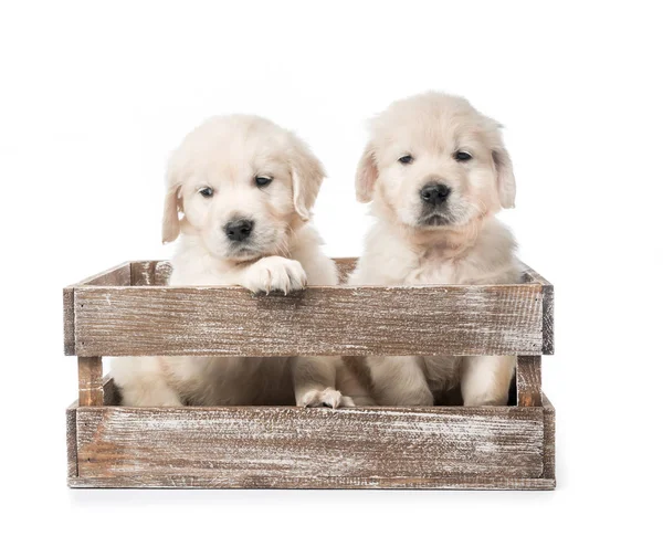 Four golden retriever puppies in basket isolated — Stock Photo, Image