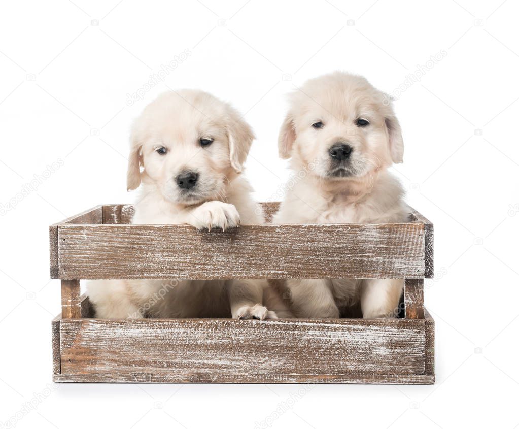 Four golden retriever puppies in basket isolated