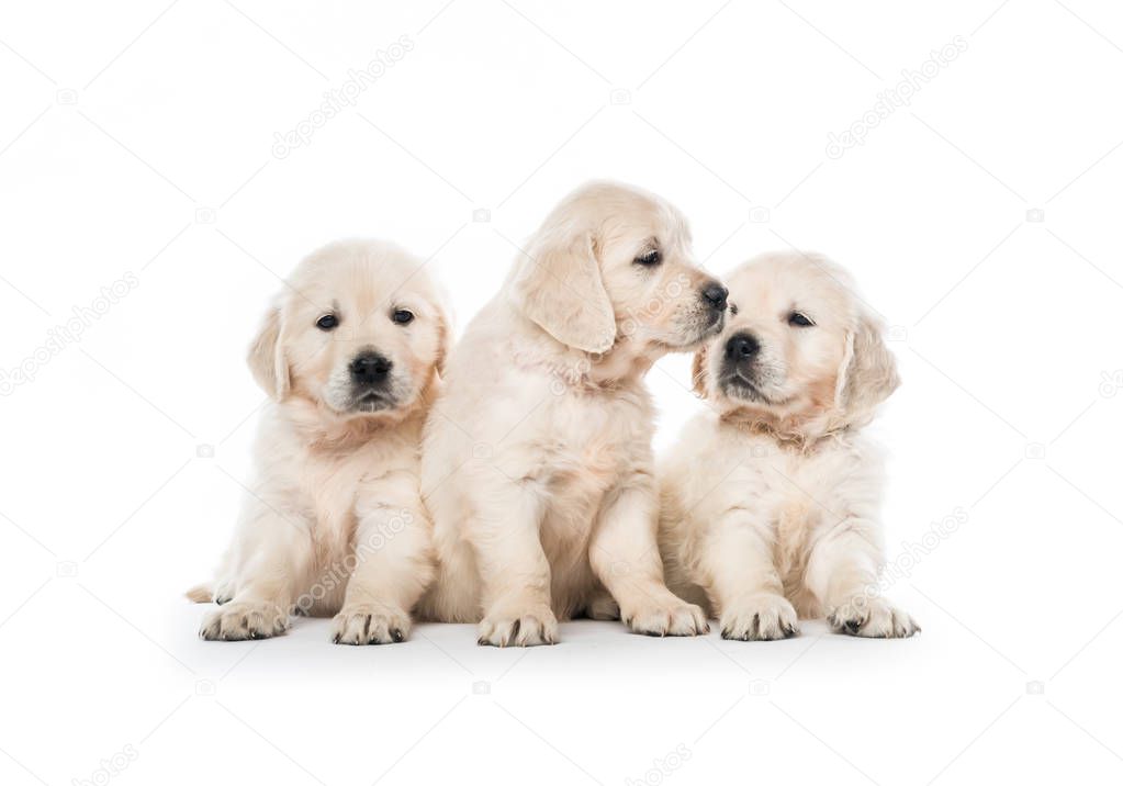 Emotional behaviour of golden retriever puppies sitting isolated