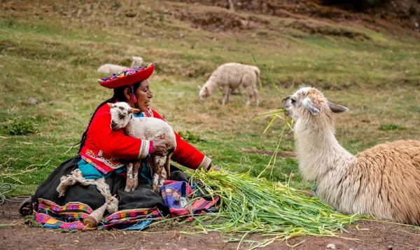 Pueblo de Perú - 12 de octubre de 2018: Mujer con ropa nacional sosteniendo lamas — Foto de Stock