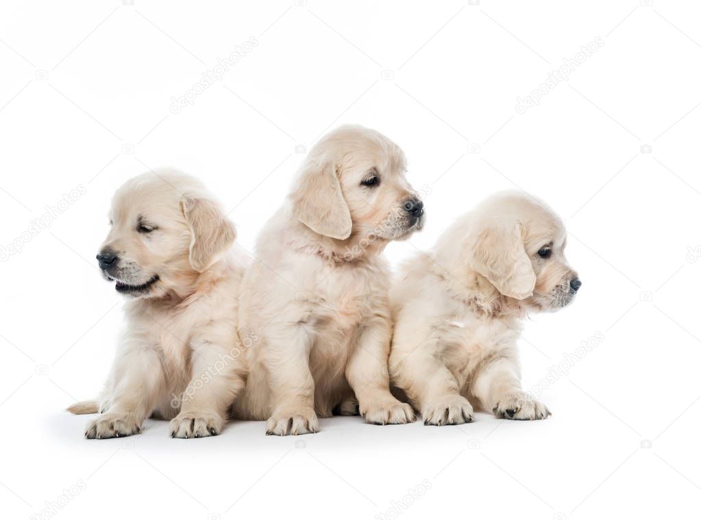 Emotional behaviour of golden retriever puppies sitting isolated