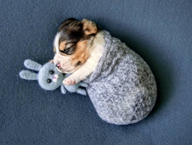 Küçük sevimli beagle köpek yavrusu