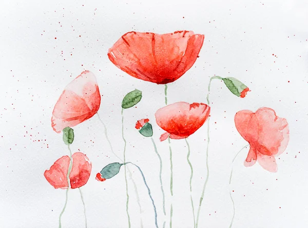 Natural drawing of poppy flowers — Stock Photo, Image