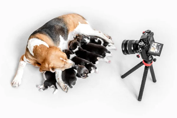 相机拍摄母猎犬喂养小狗 — 图库照片