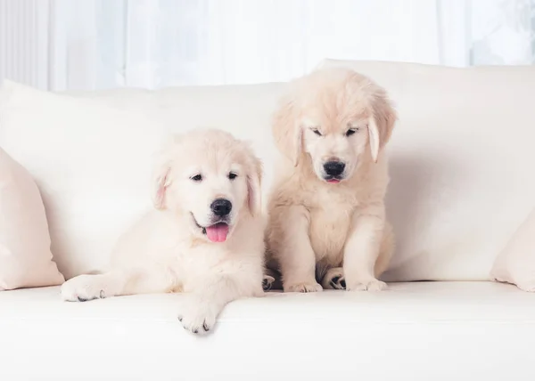 Два щенка на диване — стоковое фото