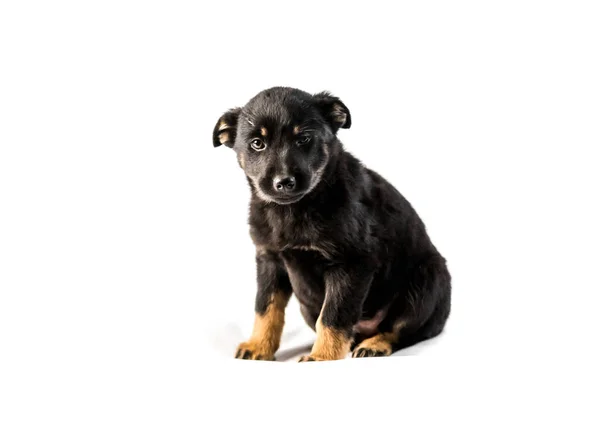 German shepherd puppy isolated — Stock Photo, Image