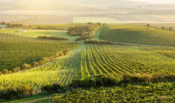 Farmers working on field, Moravia