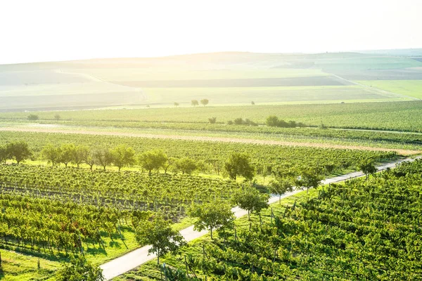 Sonnenaufgang über grünen Weinbergen, Mähren — Stockfoto