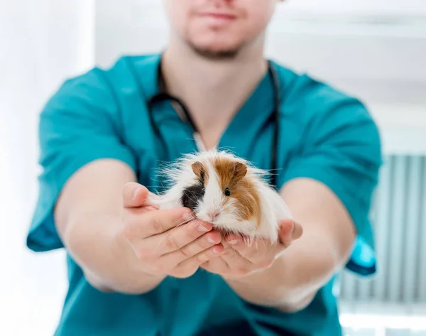 Médico veterinario con conejillo de indias en las manos — Foto de Stock