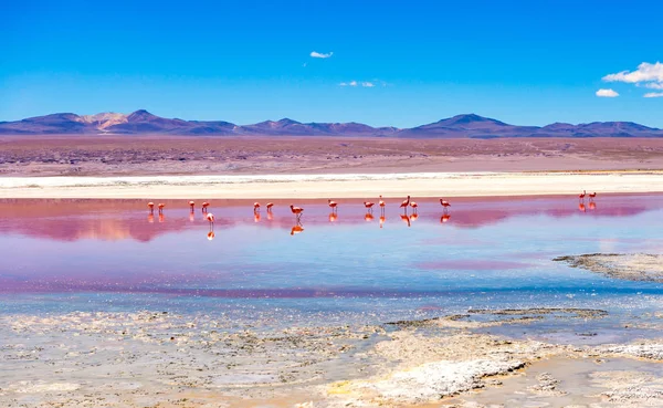 Flamingos an der Colorado-Lagune — Stockfoto