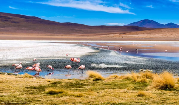 Flamingos an der Colorado-Lagune — Stockfoto