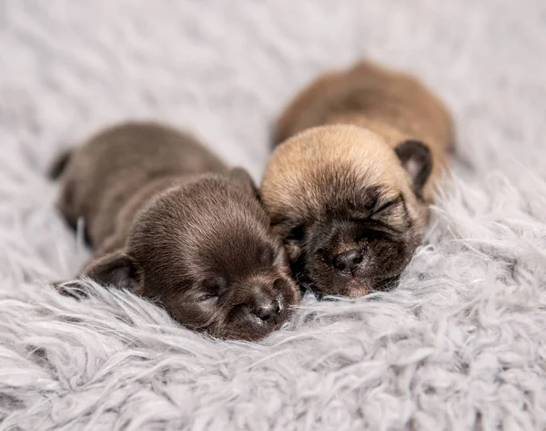 Kleine Chihuahua-Rasse Welpen auf Decke — Stockfoto