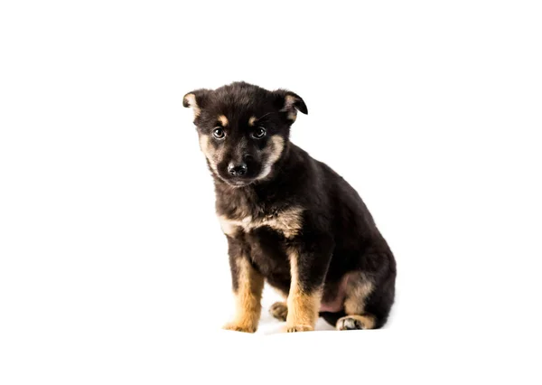 Duitse herder pup geïsoleerd — Stockfoto