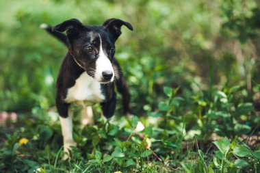 Sokakta sevimli küçük köpek