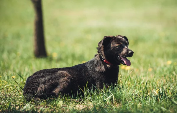 Чёрная собака сидит на поле — стоковое фото