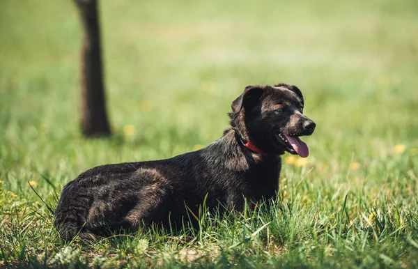 Cane nero seduto sul campo — Foto Stock