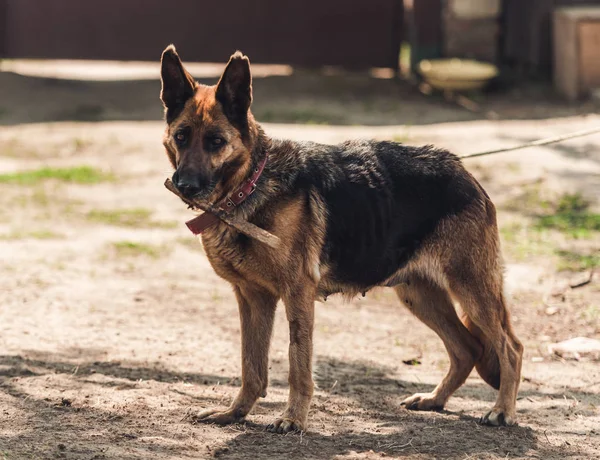 德国牧羊犬玩棍子 — 图库照片