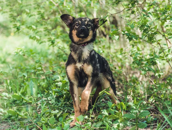 Cane seduto nell'erba — Foto Stock