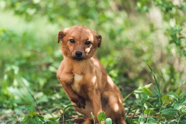 Romige kleine zwerf puppy — Stockfoto