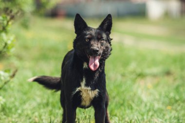 Köpek çimenlerde oturuyor.