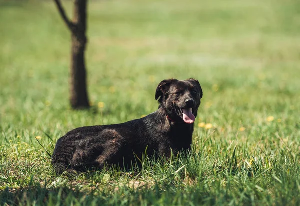 Чёрная собака сидит на поле — стоковое фото