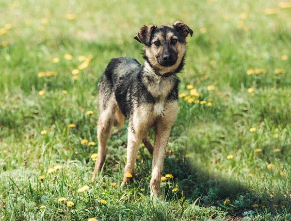 Hond zittend in het gras — Stockfoto
