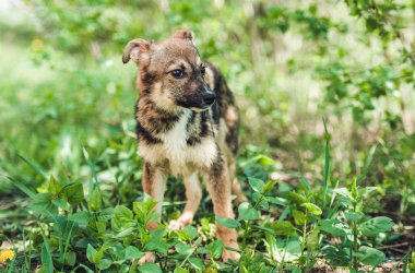 Köpek çimenlerde oturuyor.