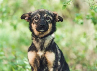Köpek çimenlerde oturuyor.